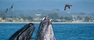 Интересни факти за китовете