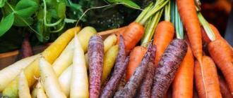 Изследователска работа „Морковите са култивирано растение“ Разказ за зеленчуковата култура моркови