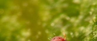Saxifraga: aprašymas, veislės su nuotraukomis, sodinimas ir priežiūra Saxifraga pavadinimas
