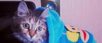 Cum să faci haine pentru o pisică cu propriile mâini Opțiunea „Pălărie tricotată, nu urechi”